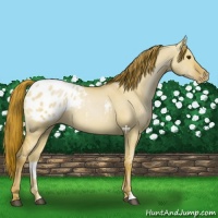 Horse Color:Red Dun Appaloosa 