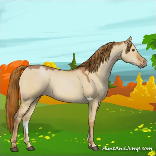 Horse Color:Red Dun 