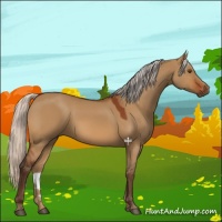 Horse Color:Silver Bay Dun 
