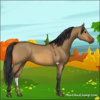 Horse Color:Bay Dun