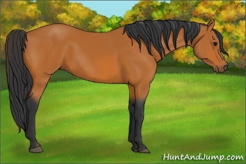 Horse Color:Bay 