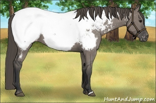 Horse Color:Grullo Appaloosa 