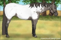 Horse Color:Grullo Appaloosa 
