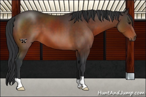 Horse Color:Brown 