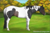 Horse Color:Brown Tobiano Rabicano