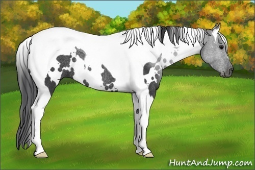 Horse Color:White Spotted Black Tobiano Rabicano