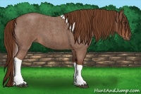 Horse Color:Red Roan Tobiano 