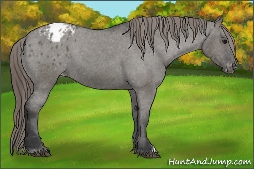 Horse Color:Grullo Varnish 