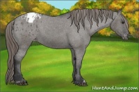 Horse Color:Grullo Varnish 