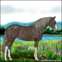 Horse Color:Liver Chestnut Mushroom Appaloosa 