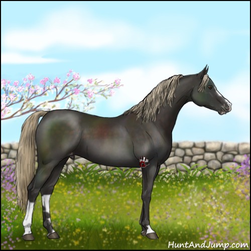 Horse Color:Liver Chestnut Sabino Varnish