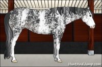 Horse Color:White Spotted Black