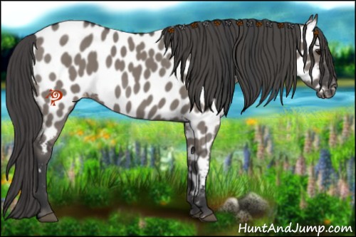 Horse Color:Grullo Near Leopard 
