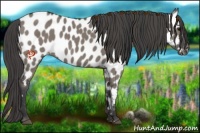 Horse Color:Grullo Appaloosa 