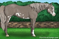 Horse Color:Silver Grullo Splash Frame 