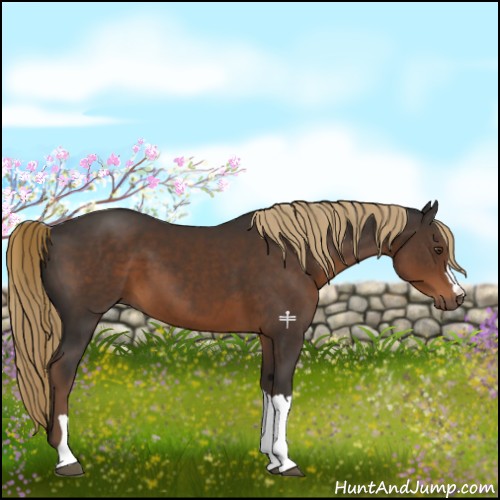 Horse Color:Liver Chestnut 
