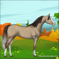 Horse Color:Liver Red Dun Splash 