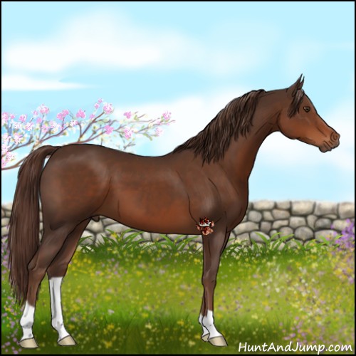 Horse Color:Liver Chestnut 