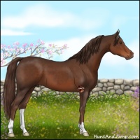 Horse Color:Liver Chestnut 