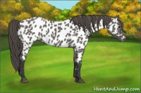 Horse Color:Grullo Appaloosa 