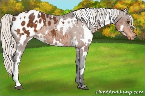 Horse Color:White Spotted Silver Buckskin Appaloosa