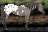 Horse Color:Grullo Appaloosa 