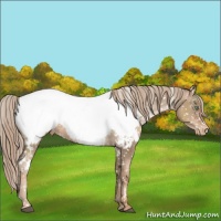 Horse Color:White Spotted Liver Chestnut Pearl Near Fewspot 