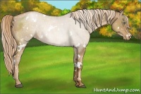 Horse Color:White Spotted Liver Chestnut Pearl Appaloosa
