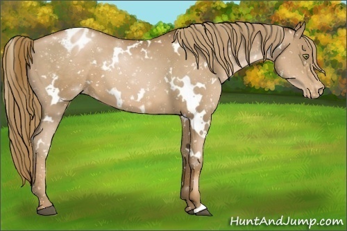 Horse Color:White Spotted Liver Chestnut Pearl Appaloosa 