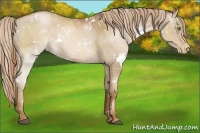 Horse Color:White Spotted Liver Chestnut Pearl Snowflake Varnish