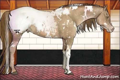 Horse Color:White Spotted Liver Chestnut Pearl Appaloosa 