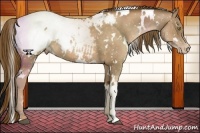Horse Color:White Spotted Liver Chestnut Pearl Appaloosa
