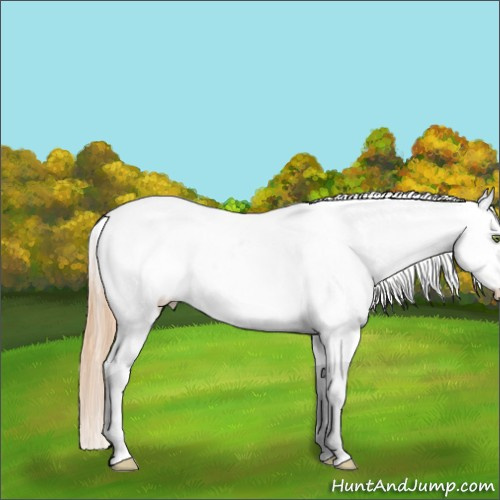 Horse Color:White Spotted Liver Chestnut Pearl Appaloosa 