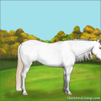 Horse Color:White Spotted Liver Chestnut Pearl Appaloosa 