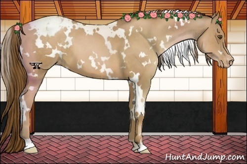 Horse Color:White Spotted Liver Chestnut Pearl Snowcap