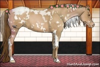 Horse Color:White Spotted Liver Chestnut Pearl Appaloosa 
