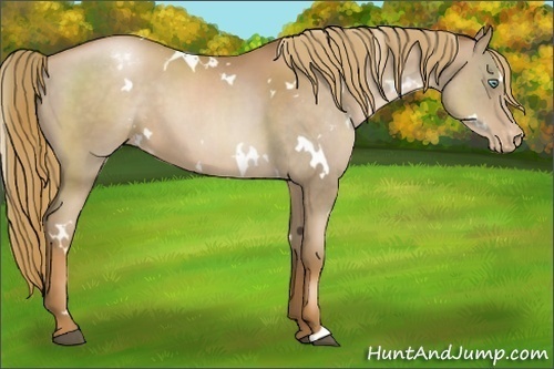 Horse Color:White Spotted Liver Chestnut Pearl Appaloosa 