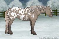 Horse Color:Silver Grullo Near Leopard 