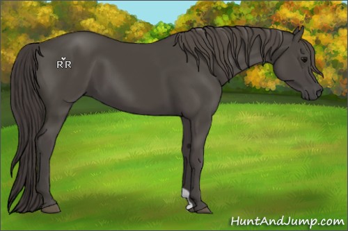 Horse Color:Smoky Black 