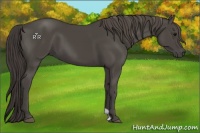 Horse Color:Smoky Black