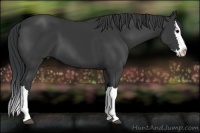 Horse Color:Black Splash 