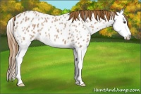 Horse Color:Red Roan Splash Appaloosa