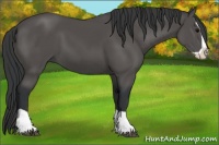 Horse Color:Black Splash
