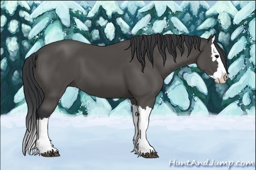 Horse Color:Black Splash