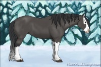 Horse Color:Black Splash