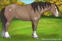 Horse Color:Classic Champagne Splash 