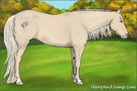 Horse Color:Cremello 