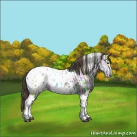 Horse Color:Smoky Black Ice Tobiano Appaloosa