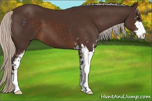 Horse Color:Silver Brown Sabino 
