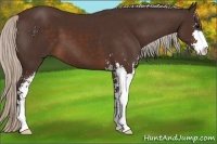 Horse Color:Silver Brown Sabino 